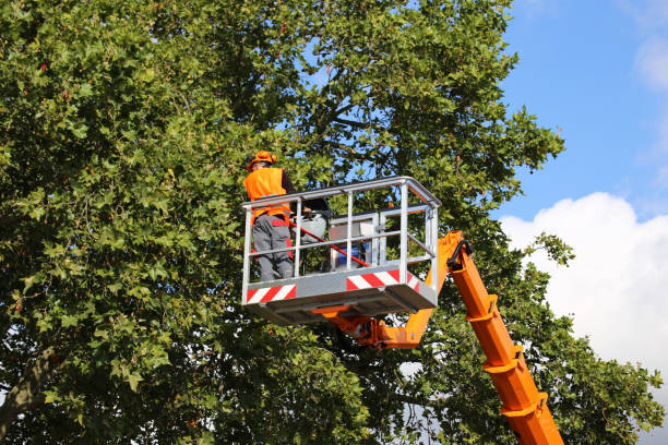 Best Seasonal Cleanup (Spring/Fall)  in St Anne, IL