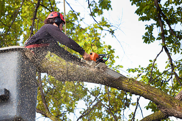 Best Utility Line Clearance  in St Anne, IL